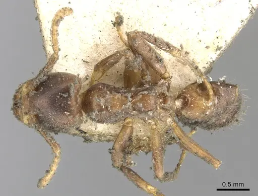 Azteca ovaticeps specimen CASENT0903005 image casent0903005_1