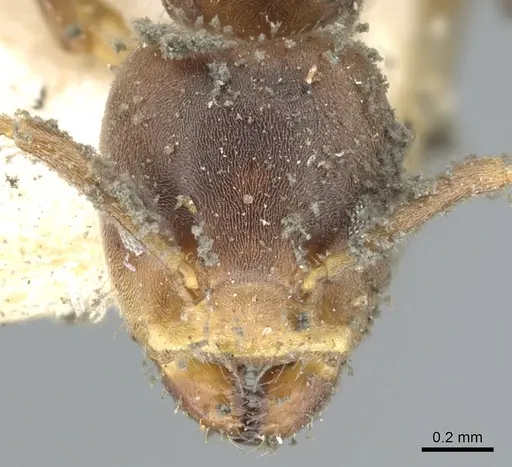 Azteca ovaticeps specimen CASENT0903005 image casent0903005_2