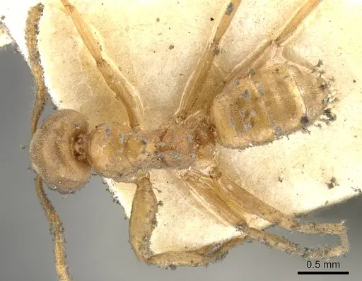Azteca ovaticeps specimen CASENT0903006 image casent0903006_1