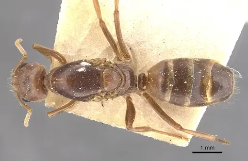 Azteca ovaticeps specimen CASENT0909583 image casent0909583_1