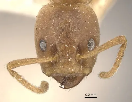 Azteca ovaticeps specimen CASENT0909584 image casent0909584_2