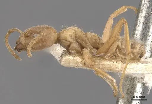 Azteca ovaticeps specimen CASENT0909584 image casent0909584_3