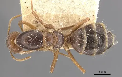 Azteca ovaticeps specimen CASENT0909590 image casent0909590_1