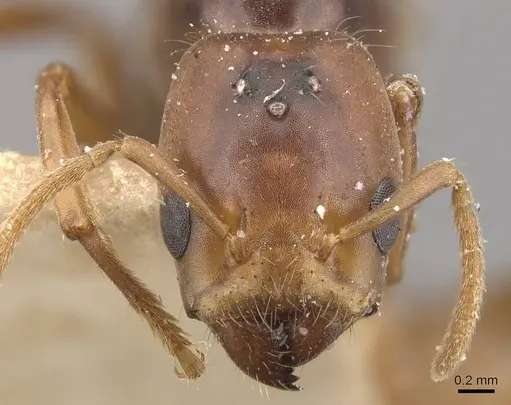 Azteca ovaticeps specimen CASENT0909590 image casent0909590_2