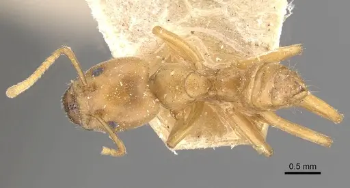 Azteca ovaticeps specimen CASENT0909591 image casent0909591_1