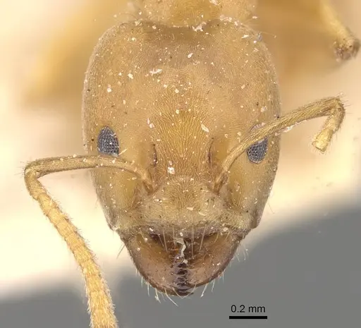Azteca ovaticeps specimen CASENT0909591 image casent0909591_2