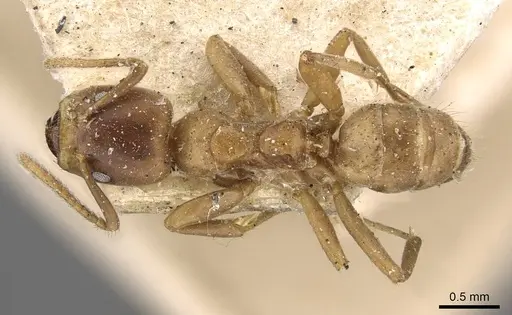 Azteca ovaticeps specimen CASENT0909595 image casent0909595_1