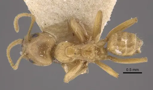 Azteca ovaticeps specimen CASENT0917846 image casent0917846_1