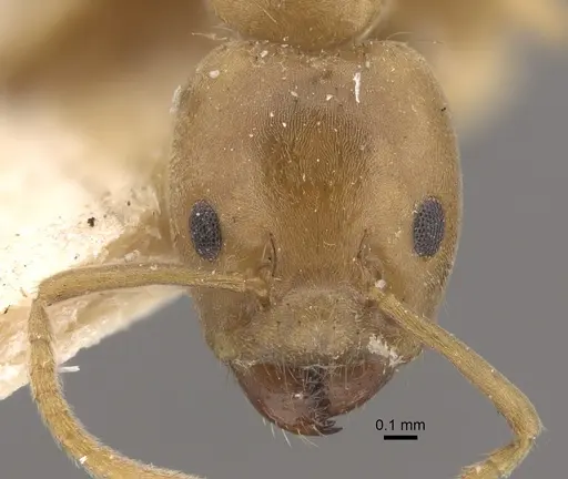 Azteca ovaticeps specimen CASENT0917846 image casent0917846_2