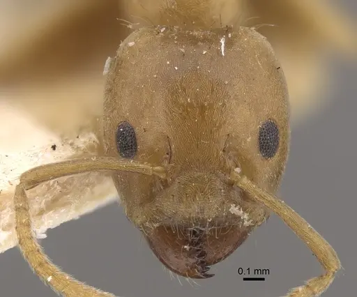 Azteca ovaticeps specimen CASENT0917846 image casent0917846_3