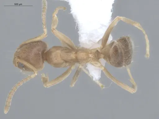 Azteca ovaticeps specimen ECOFOG-GAL18-0038-11 image ecofog-gal18-0038-11_1