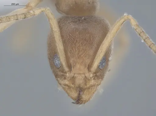 Azteca ovaticeps specimen ECOFOG-GAL18-0038-11 image ecofog-gal18-0038-11_2
