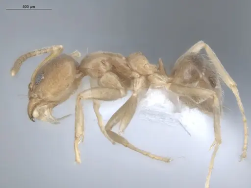 Azteca ovaticeps specimen ECOFOG-GAL18-0038-11 image ecofog-gal18-0038-11_3