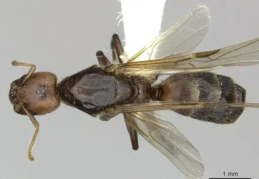 Azteca ovaticeps specimen INBIOCRI002281834 image inbiocri002281834_1