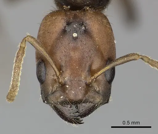 Azteca ovaticeps specimen INBIOCRI002281834 image inbiocri002281834_2