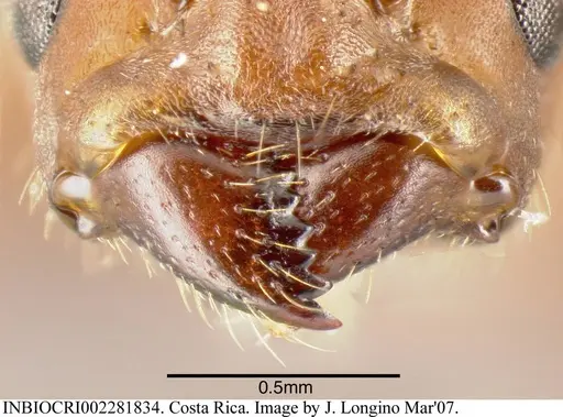 Azteca ovaticeps specimen INBIOCRI002281834 image inbiocri002281834_3