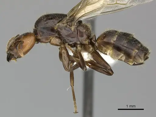 Azteca ovaticeps specimen INBIOCRI002281834 image inbiocri002281834_4