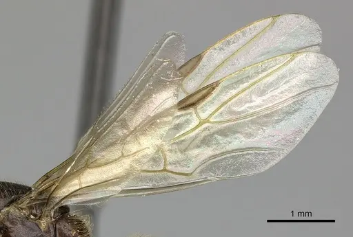 Azteca ovaticeps specimen INBIOCRI002281834 image inbiocri002281834_5