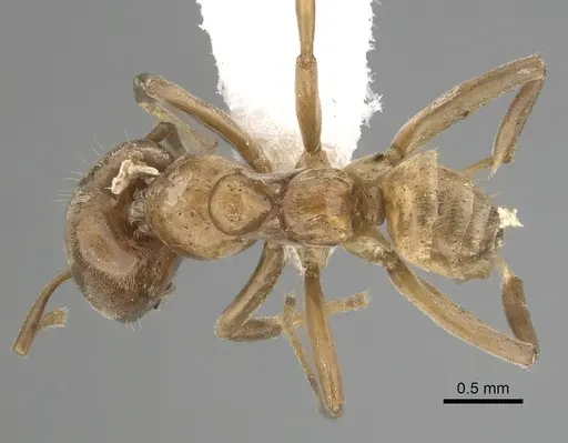 Azteca ovaticeps specimen JTLC000009535 image jtlc000009535_1