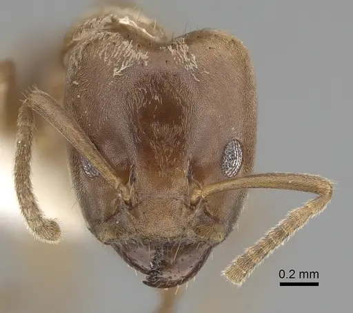 Azteca ovaticeps specimen JTLC000009535 image jtlc000009535_2