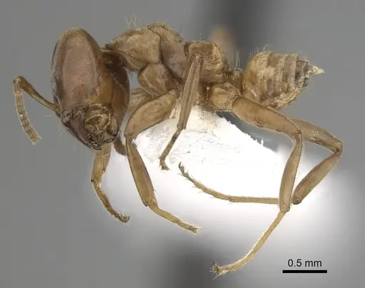 Azteca ovaticeps specimen JTLC000009535 image jtlc000009535_3