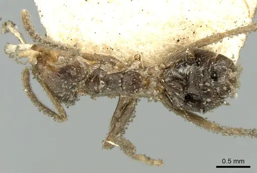 Azteca paraensis specimen CASENT0906239 image casent0906239_1