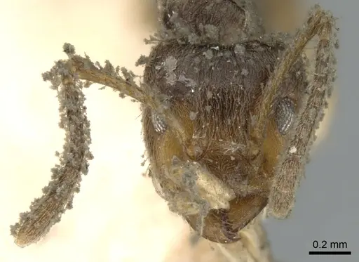 Azteca paraensis specimen CASENT0906239 image casent0906239_2