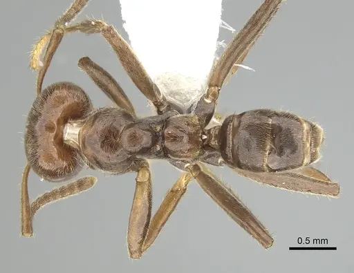 Azteca petalocephala specimen CASENT0249548 image casent0249548_1