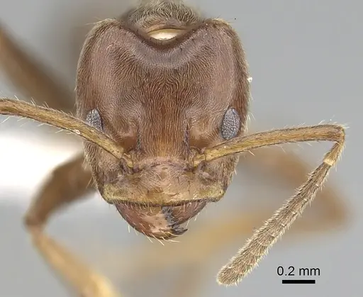 Azteca petalocephala specimen CASENT0249548 image casent0249548_2