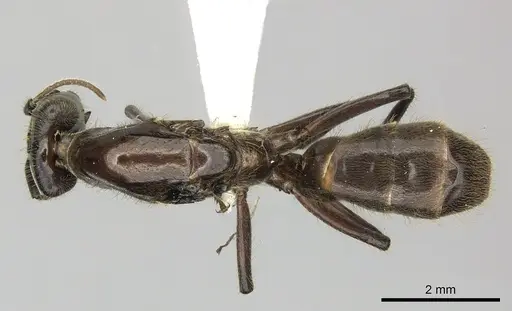 Azteca petalocephala specimen CASENT0249598 image casent0249598_1