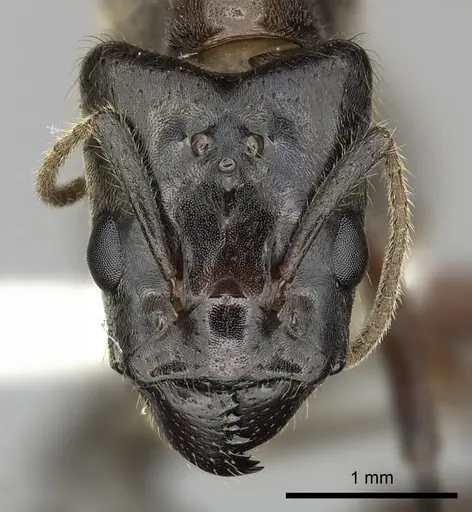 Azteca petalocephala specimen CASENT0249598 image casent0249598_2