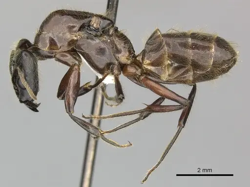 Azteca petalocephala specimen CASENT0249598 image casent0249598_3
