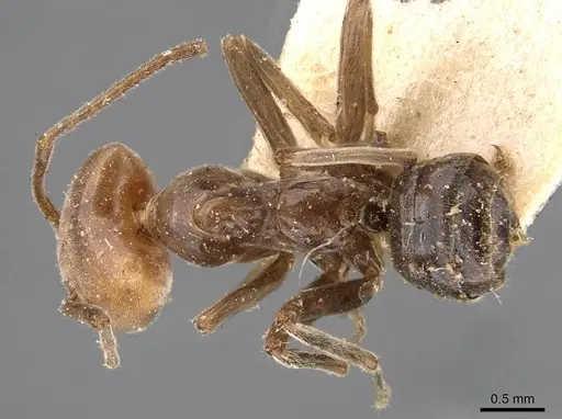Azteca pilosula specimen CASENT0909597 image casent0909597_1