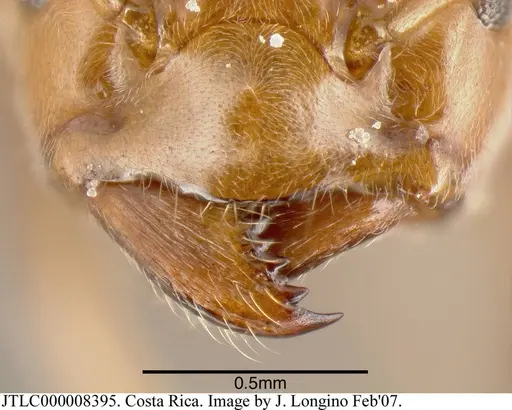 Azteca pilosula specimen JTLC000008395 image jtlc000008395_2