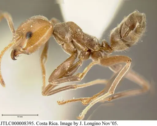Azteca pilosula specimen JTLC000008395 image jtlc000008395_3