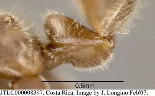 Azteca pilosula specimen JTLC000008397 image jtlc000008397_1