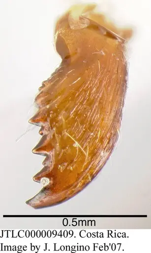 Azteca pilosula specimen JTLC000009409 image jtlc000009409_1