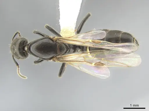 Azteca pittieri specimen CASENT0637879 image casent0637879_1