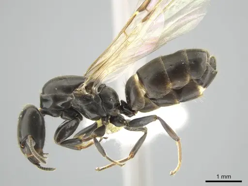 Azteca pittieri specimen CASENT0637879 image casent0637879_3