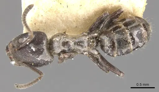 Azteca pittieri specimen CASENT0903018 image casent0903018_1
