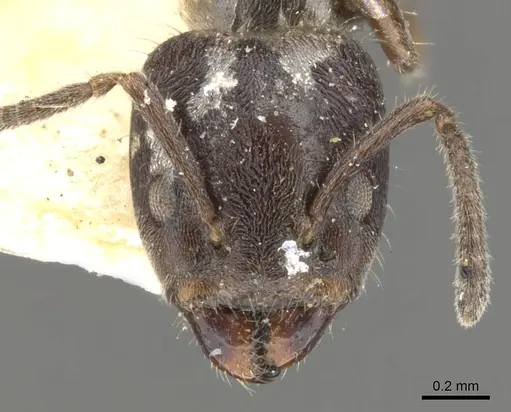 Azteca pittieri specimen CASENT0903018 image casent0903018_2