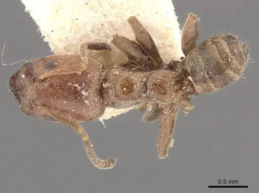 Azteca pittieri specimen CASENT0909648 image casent0909648_1