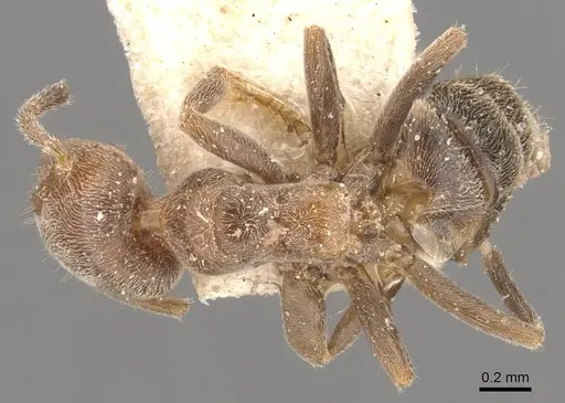 Azteca pittieri specimen CASENT0909649 image casent0909649_1