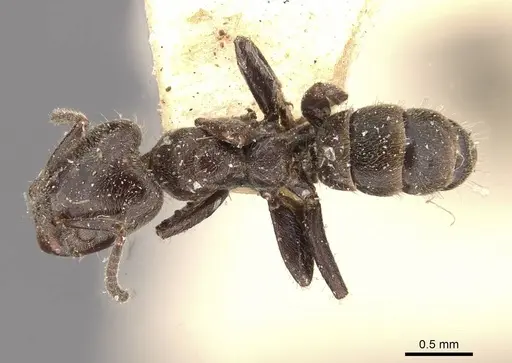 Azteca pittieri specimen CASENT0909665 image casent0909665_1