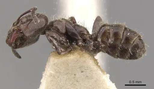 Azteca pittieri specimen CASENT0909665 image casent0909665_3