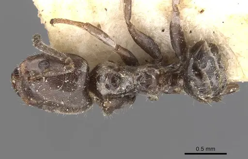 Azteca pittieri specimen CASENT0909666 image casent0909666_1