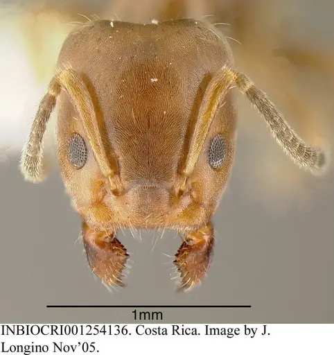 Azteca pittieri specimen INBIOCRI001254136 image inbiocri001254136_1