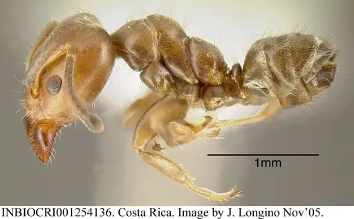 Azteca pittieri specimen INBIOCRI001254136 image inbiocri001254136_2
