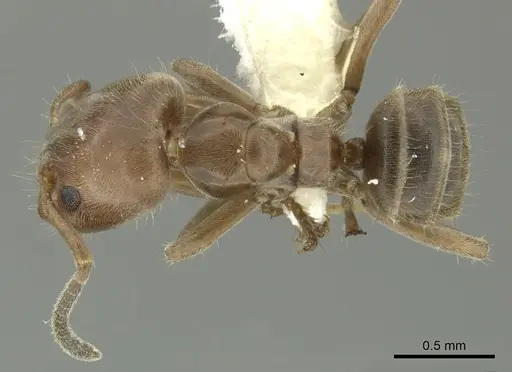 Azteca pittieri specimen INBIOCRI001254168 image inbiocri001254168_1