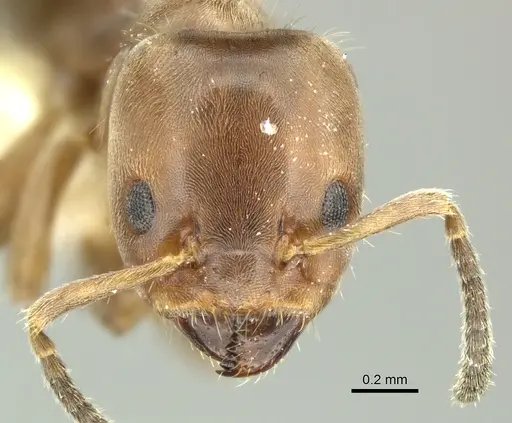 Azteca pittieri specimen INBIOCRI001254168 image inbiocri001254168_2